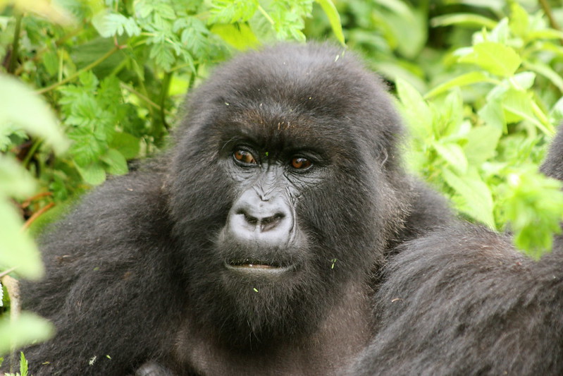 3 Days Gorilla Trekking Safari In Bwindi Forest True Uganda Safaris