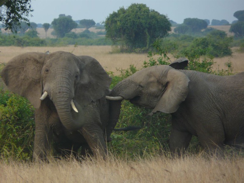 15 days safari in Uganda