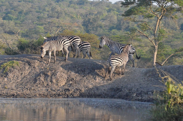 2 day safari lake Mburo national park