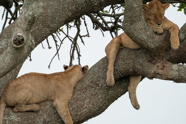 Queen Elizabeth National Park - A Wildlife and Cultural Haven