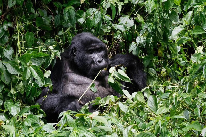 3 days gorilla trekking in bwnidi - best of Uganda gorilla safaris